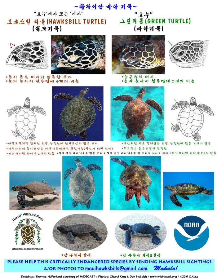하와이안 바다거북 NOAA