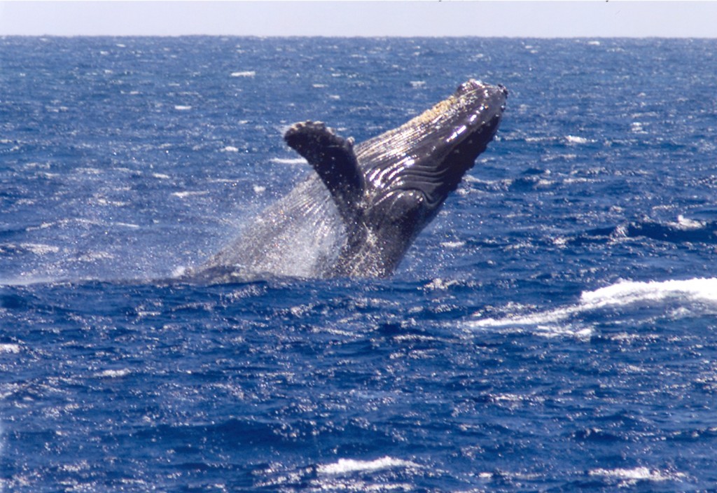 whale012_2002