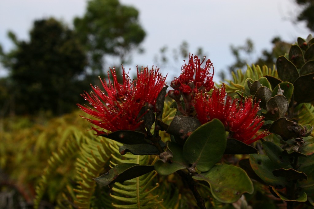 lehua